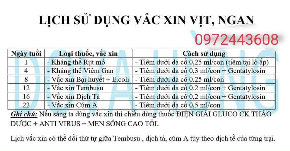 HƯỚNG DẪN ÚM GÀ VỊT VÀ VĂC-CIN ĐỊNH KỲ